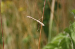 Stenoptilia pterodactyla