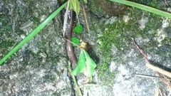 Hynobius arisanensis