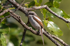 Souza's Shrike photo 2