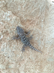 Tarentola delalandii