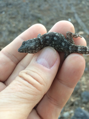 Tarentola delalandii