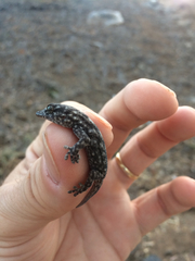 Tarentola delalandii