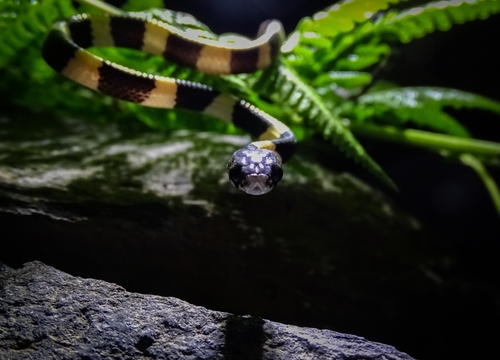 Temporal Snail-eater