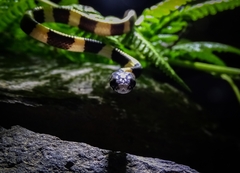 Temporal Snail-eater