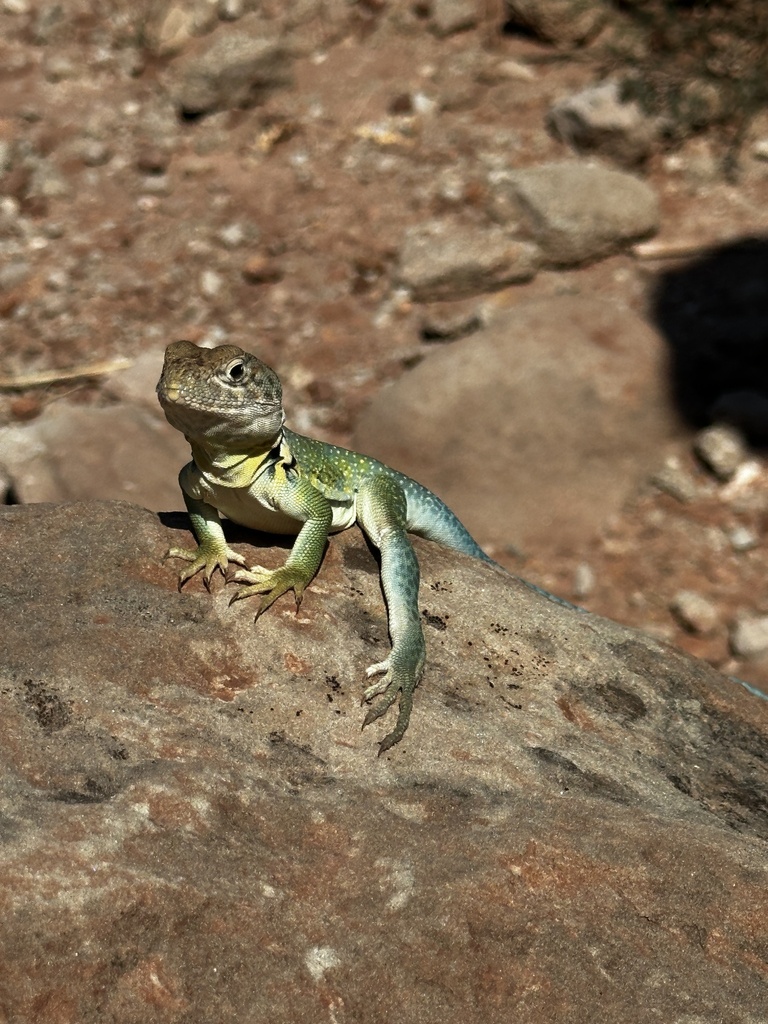 Eastern Collared Lizard from Palo Duro Canyon State Park, Canyon, TX ...
