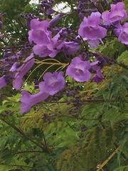 Jacaranda acutifolia