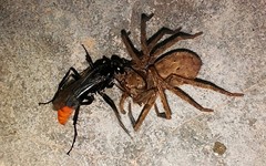 Tachypompilus analis