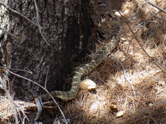 Crotalus molossus nigrescens