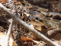 Crotalus molossus nigrescens
