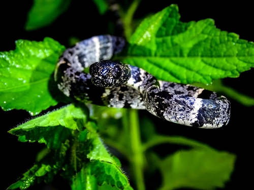 Sibon leucomelas