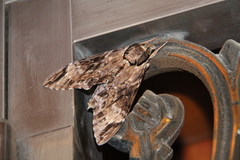 Psilogramma discistriga