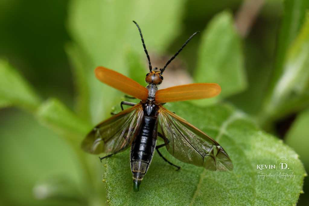 Epicauta rufifrons desde Morelia, Mich., México el 25 de junio de 2024
