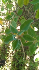 Croton heliotropiifolius