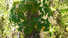 Croton heliotropiifolius