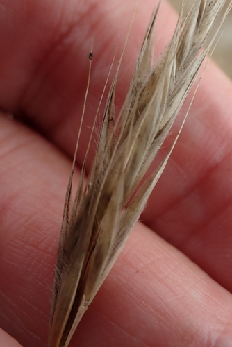 Image of Festuca ambigua by no rights reserved
