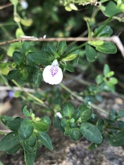 Justicia protracta protracta