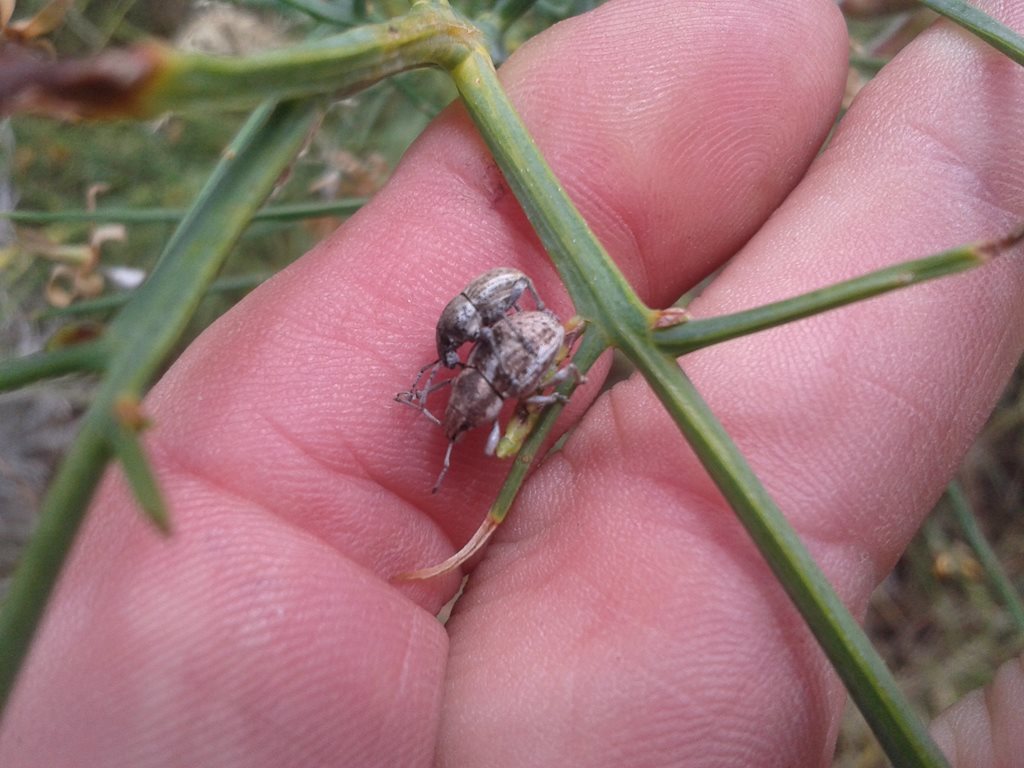 Polyphrades laticollis