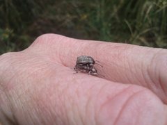 Polyphrades laticollis