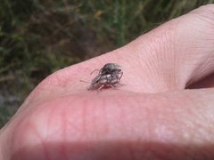 Polyphrades laticollis