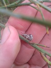 Polyphrades laticollis