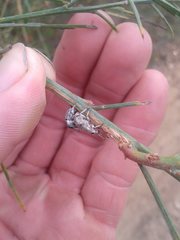 Polyphrades laticollis