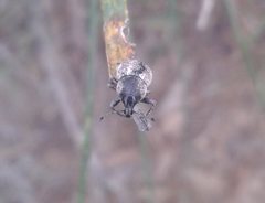 Polyphrades laticollis