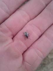 Polyphrades laticollis