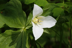 Trillium camschatcense