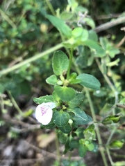 Justicia protracta protracta