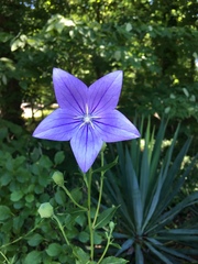 Platycodon