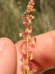 Rumex bucephalophorus