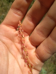 Rumex bucephalophorus