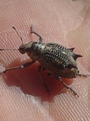 Catasarcus spinipennis