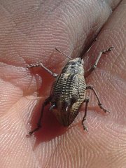 Catasarcus spinipennis