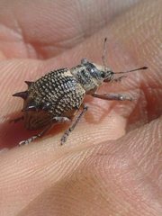 Catasarcus spinipennis