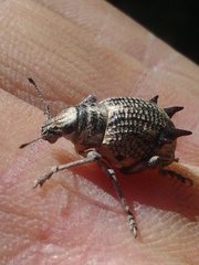 Catasarcus spinipennis