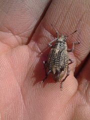 Catasarcus spinipennis