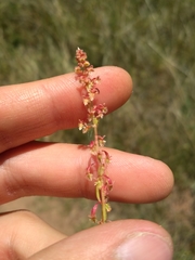 Rumex bucephalophorus