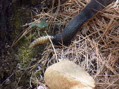 Crotalus molossus nigrescens
