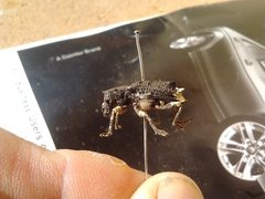 Aesiotes leucurus