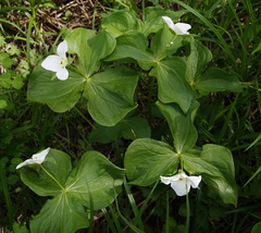 Trillium camschatcense