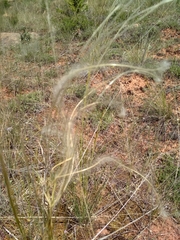 Stipa pennata