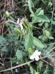 Barleria elegans