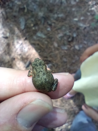 Fowler's Toad