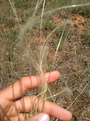 Stipa pennata