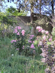 Nerium oleander
