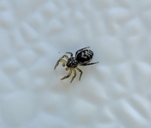 Pelegrina flavipes
