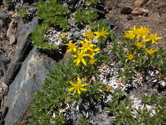 Stenotus acaulis acaulis