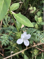 Barleria elegans