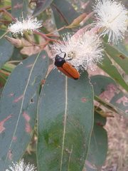 Castiarina rufipennis